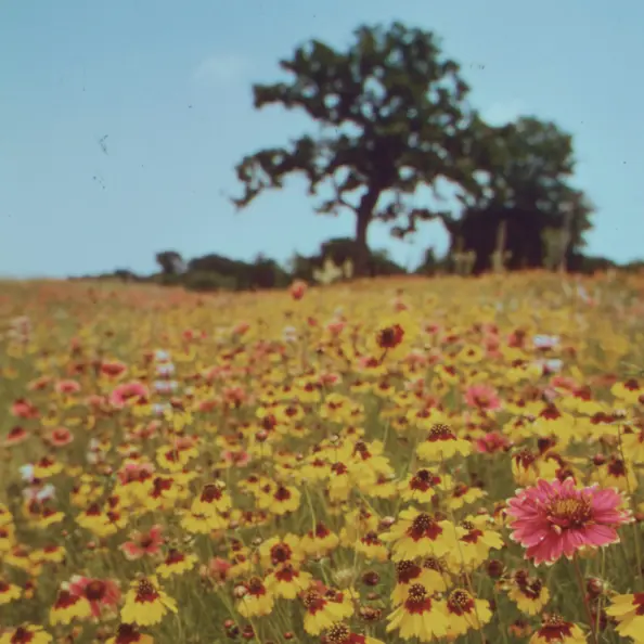 Foto av ett fält fullt av blommor, en blå himmel och ett träd.