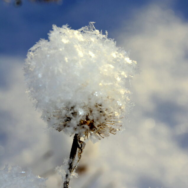 Snötistel